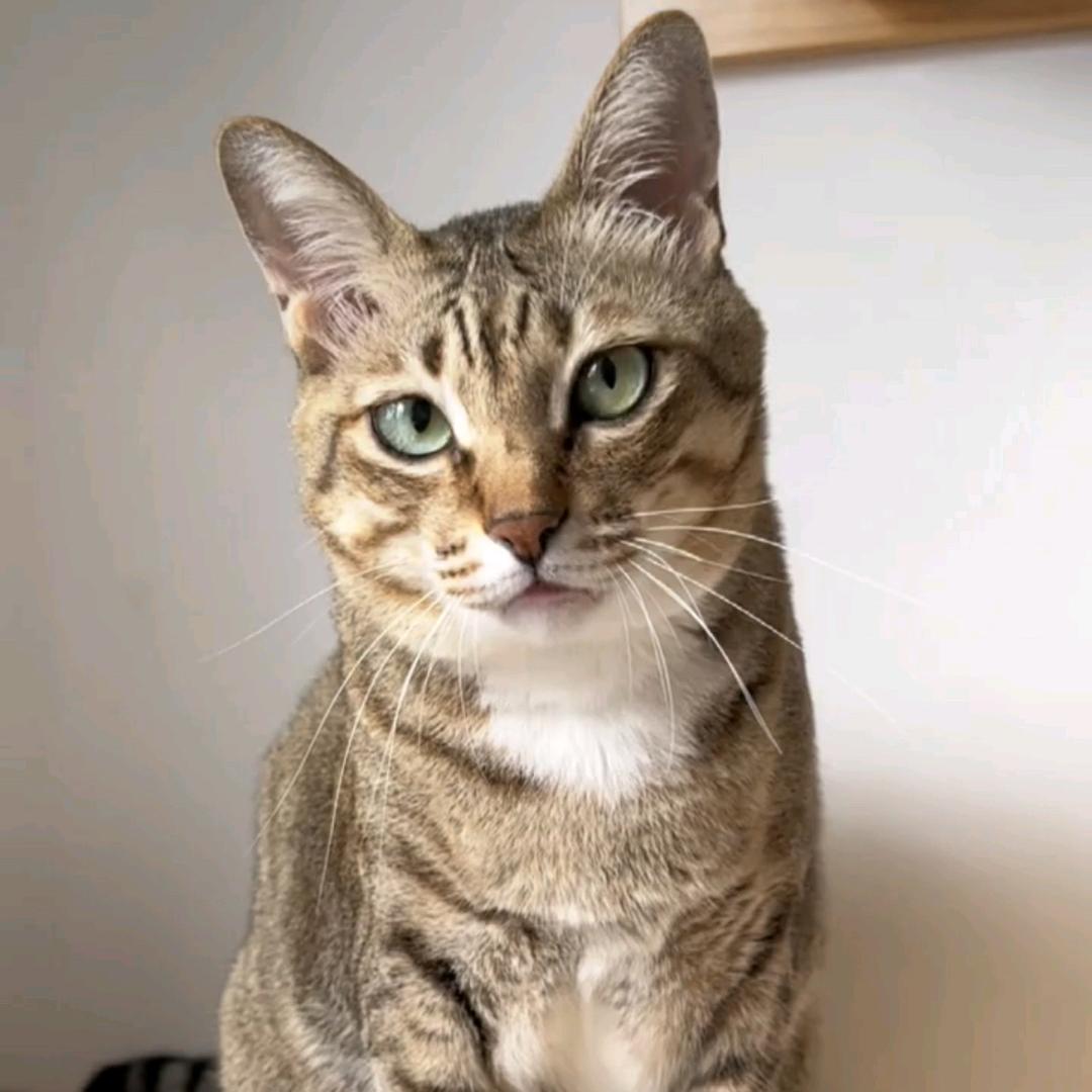 零嘴儿