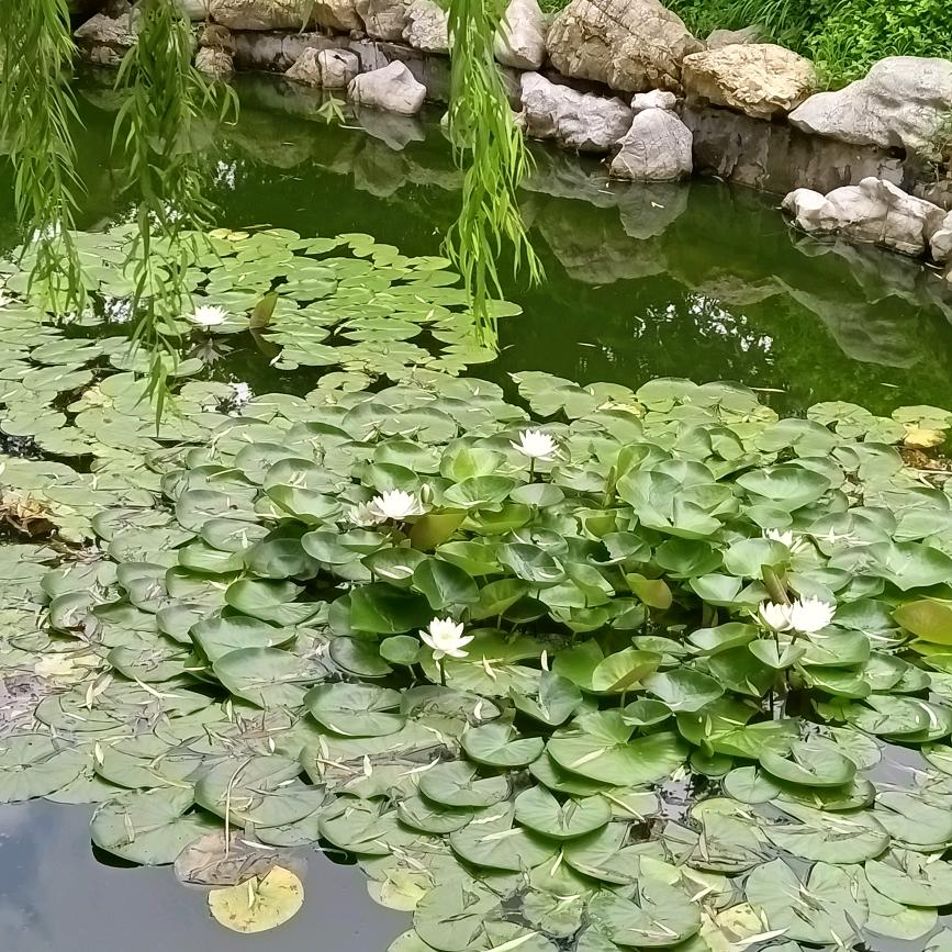 ღᩚ᭄听说の糖很甜