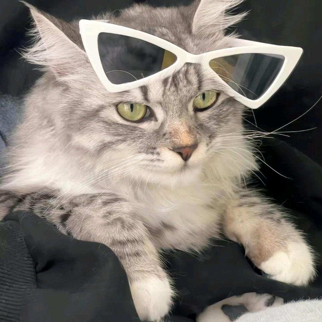 小喵咪爱吃鱼🙈