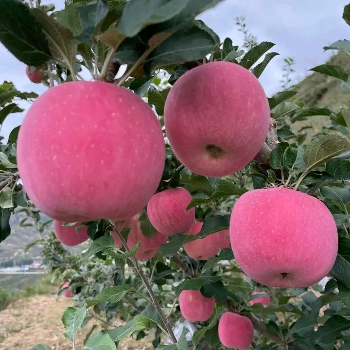 甘肃天水秦安苹果（自家果园）