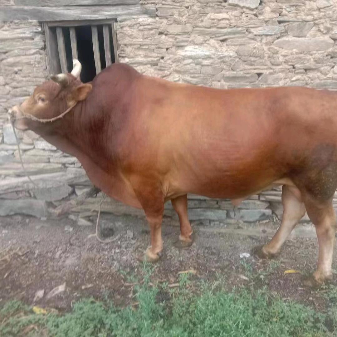 永嘉黄牛肉