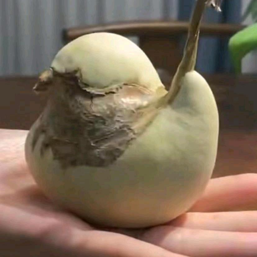 静心堂（葫芦）