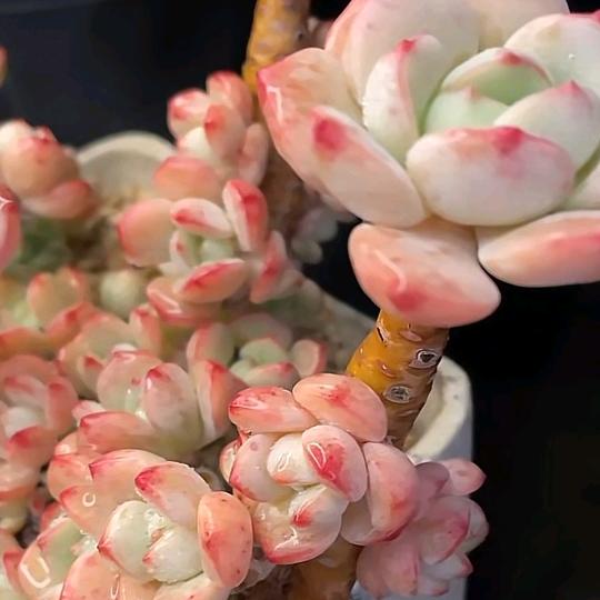 晤时