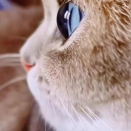 林