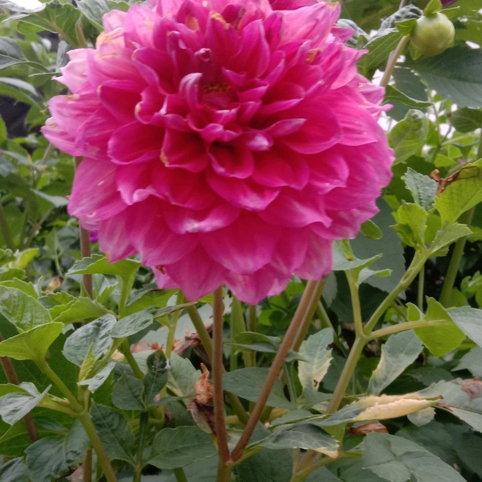 杨总🌺💚💛💞💝