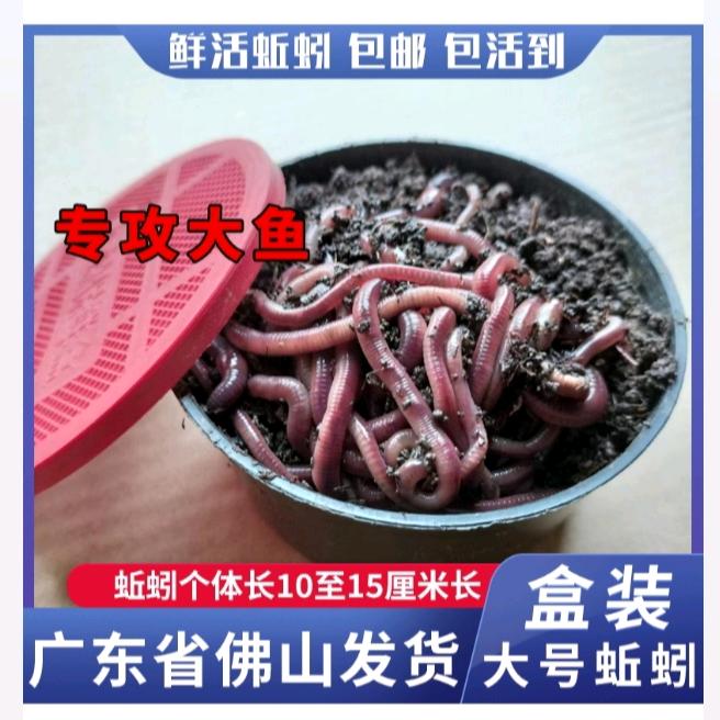 广东佛山小王蚯蚓