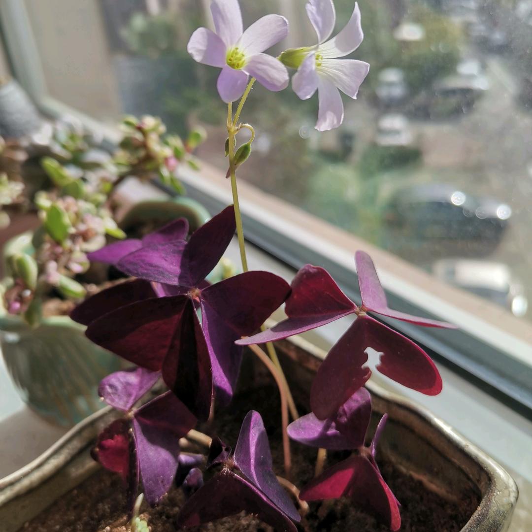 🌺🌸慧慧🌸🌺