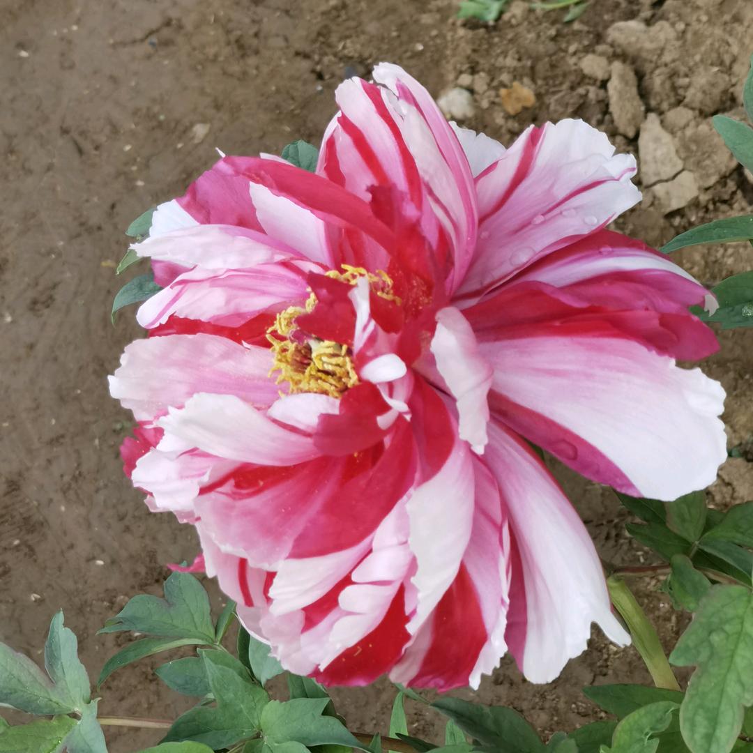 风铃声声（峰）