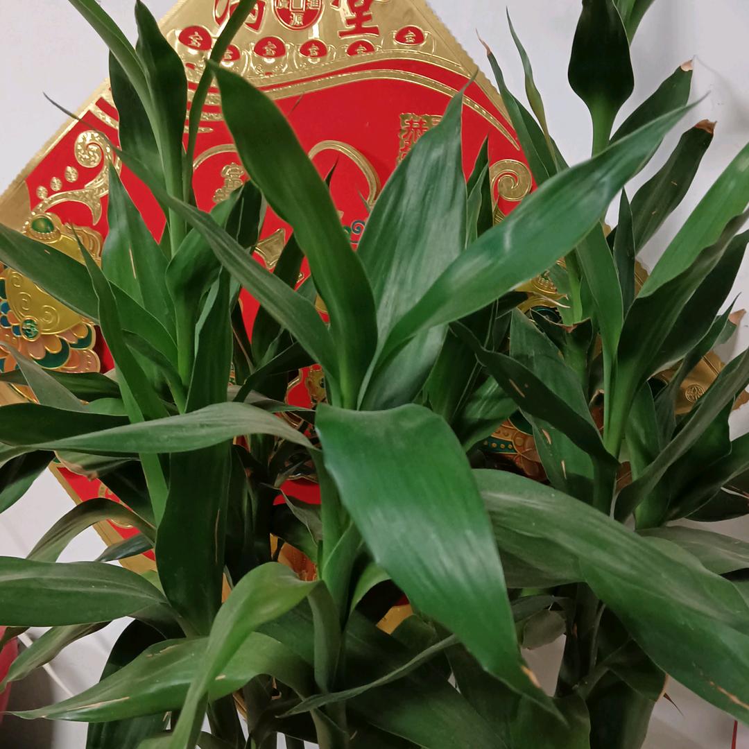 健康是福