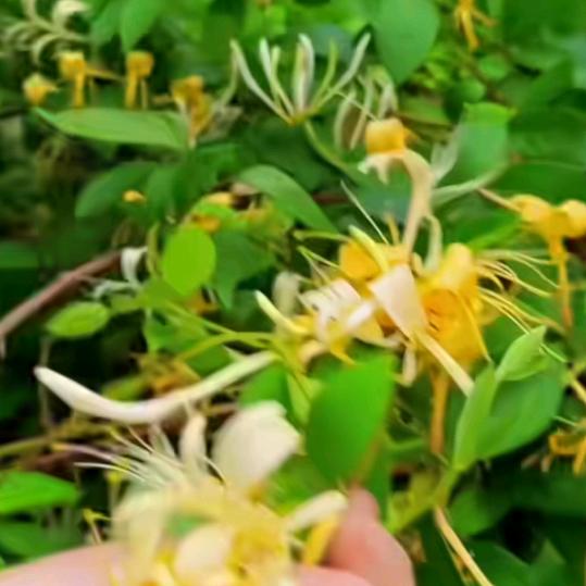 dywlevafjltk自由自在