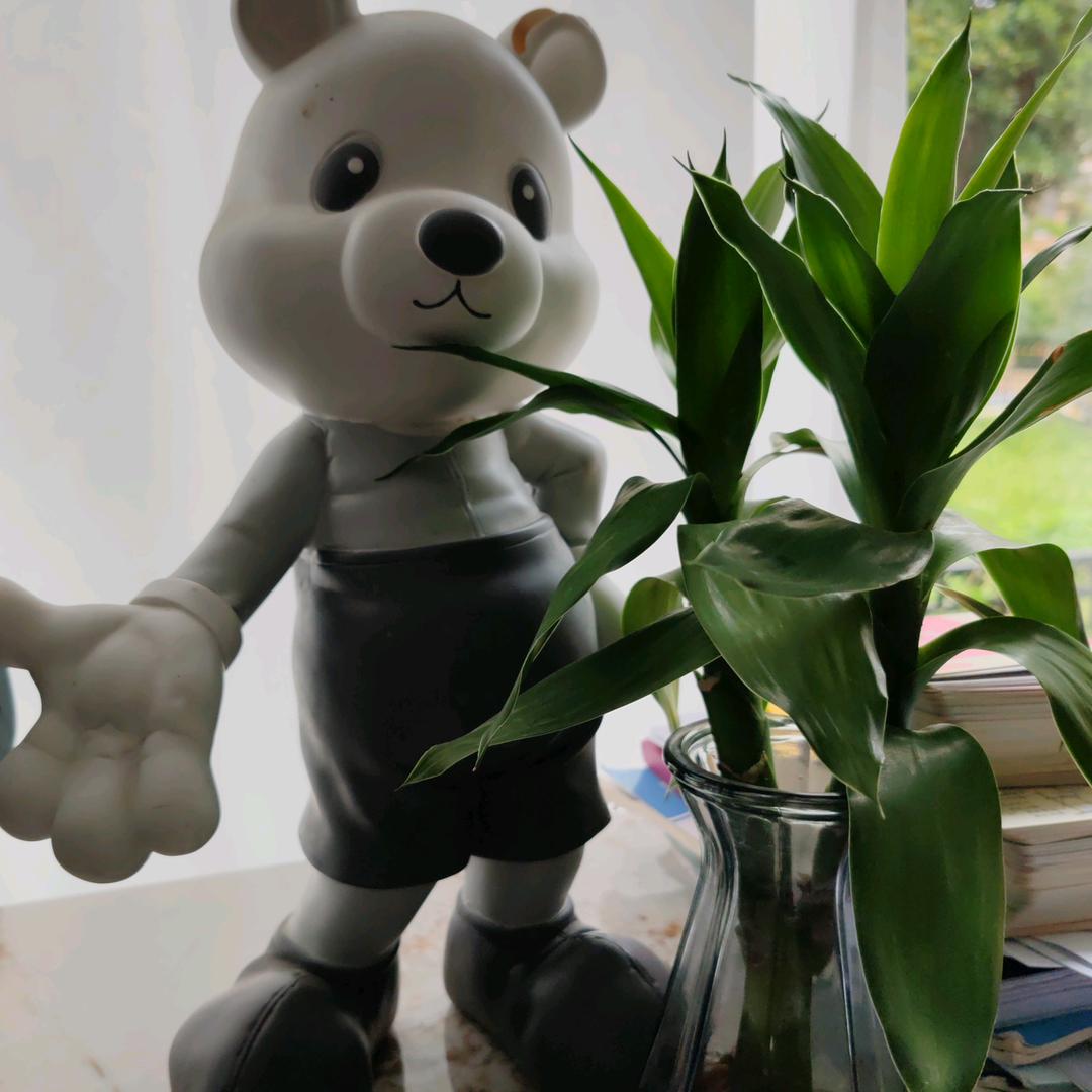 小熊乖乖