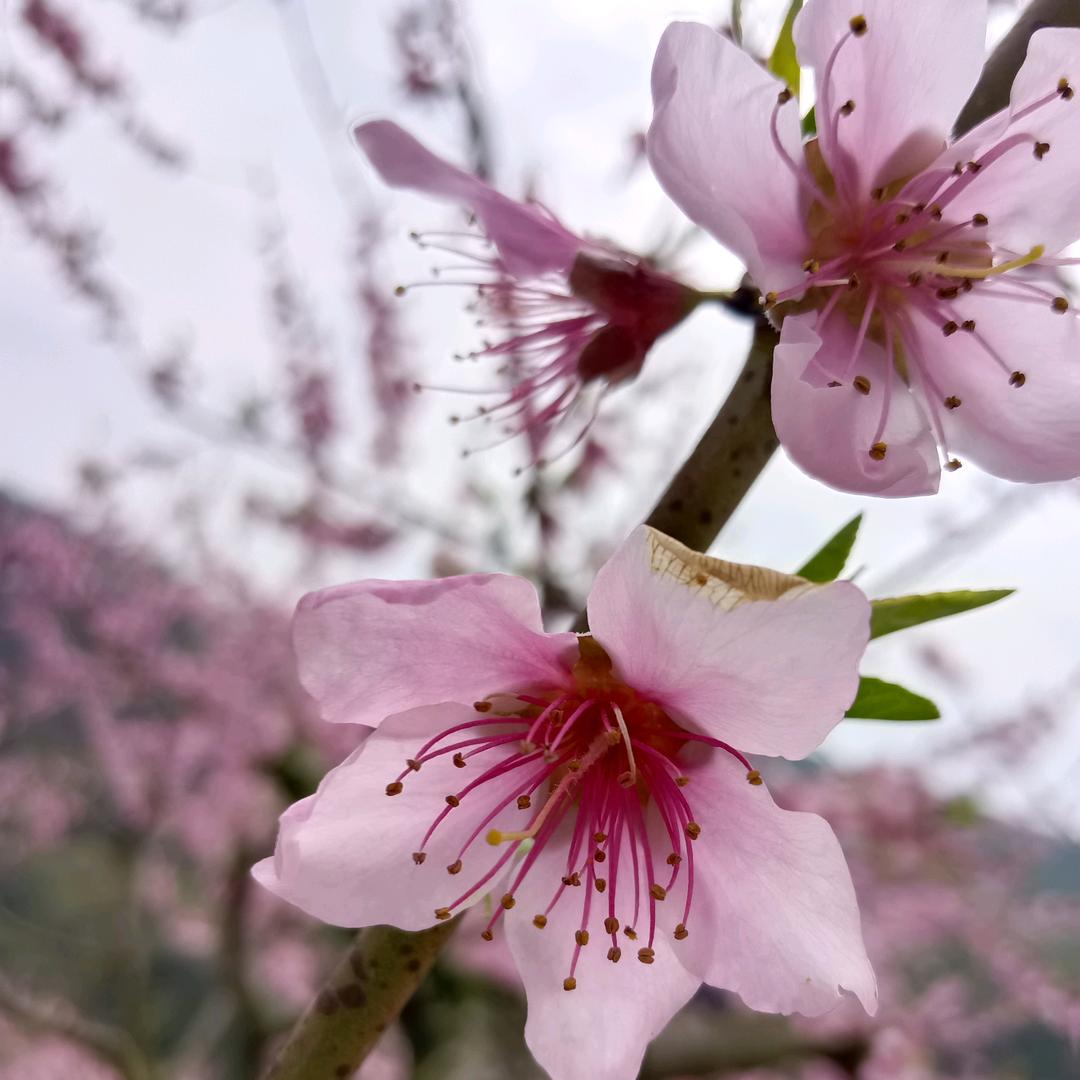 花儿