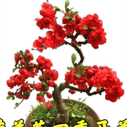 知足常乐