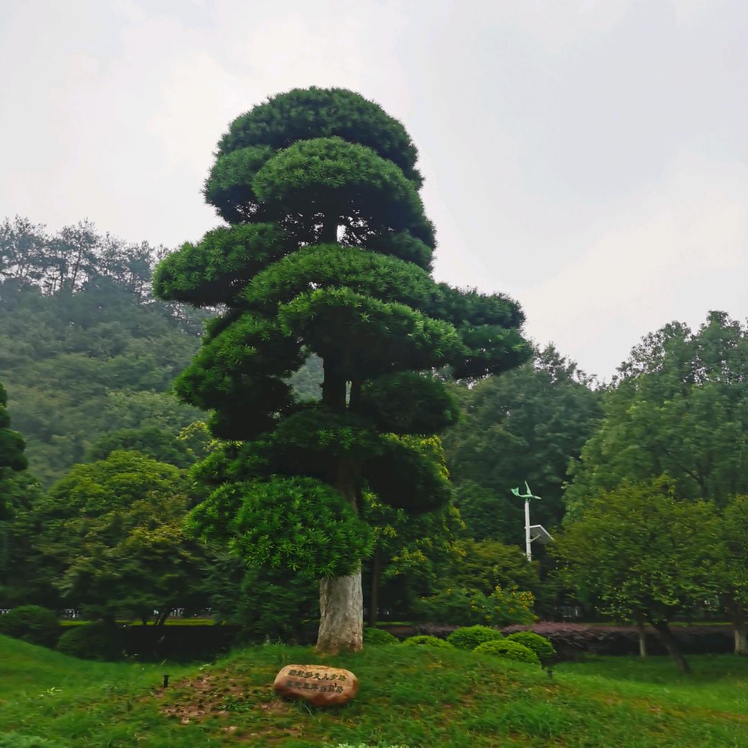 红