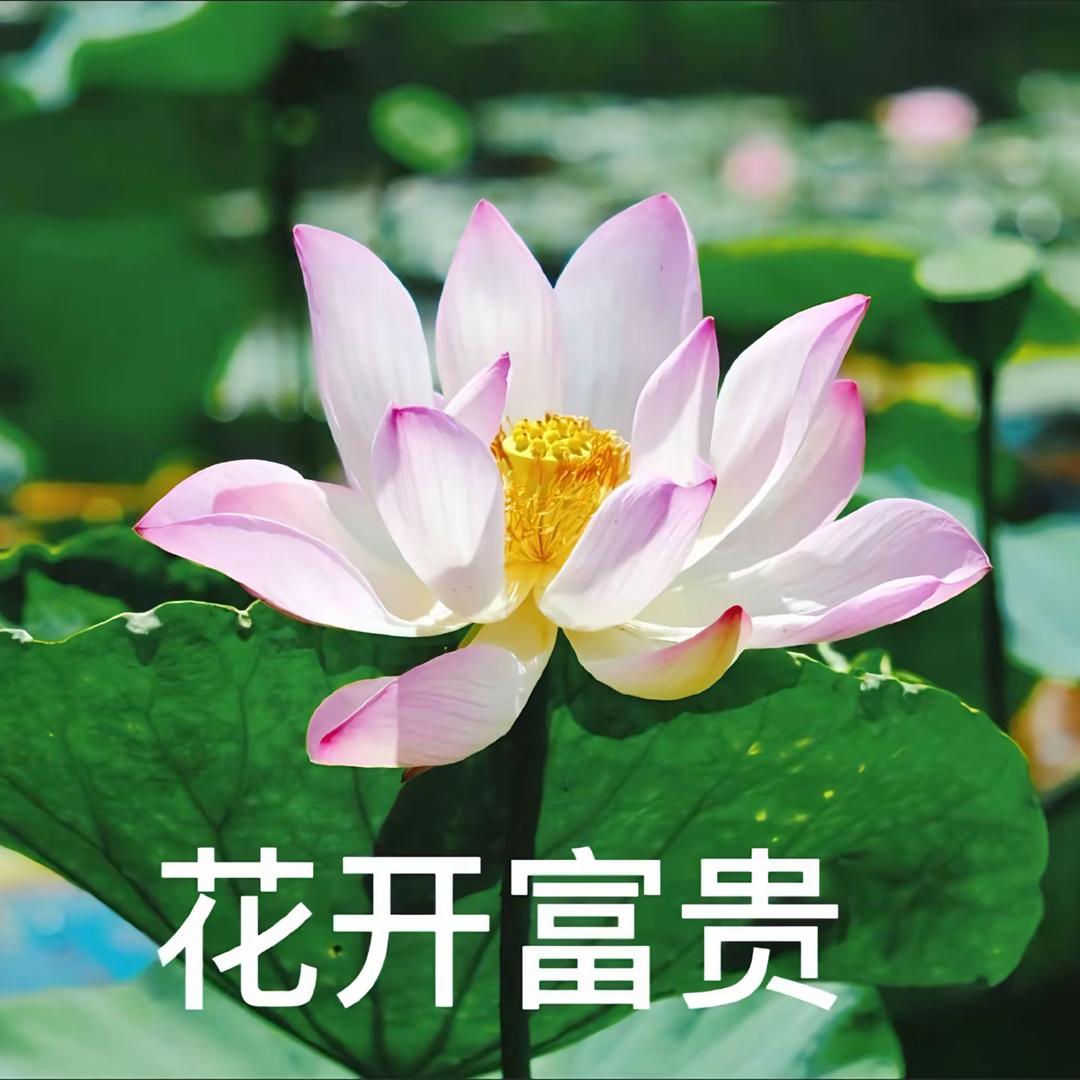 🌸花开富贵贵🌸