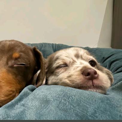 破忒头🥔小姐-