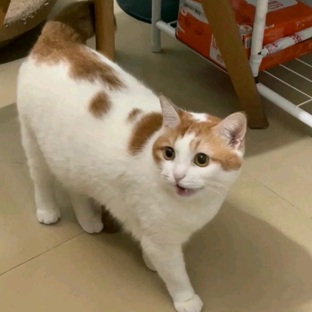 小七😸