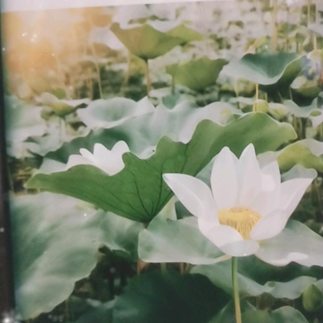 侑侑优选