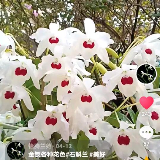 巴中斛王