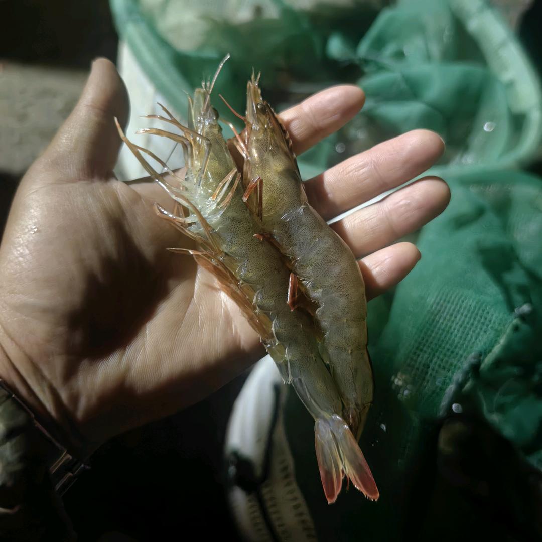虾  农