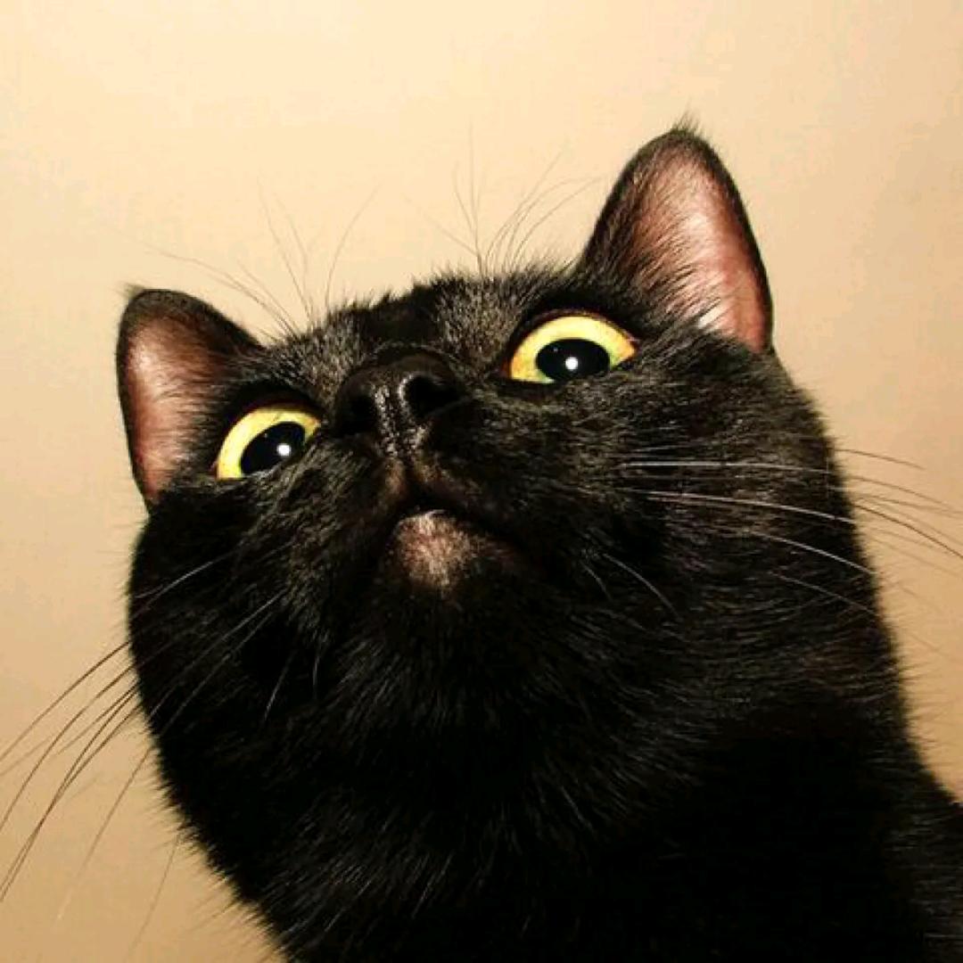 猫大夫🐱