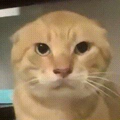 碉堡了