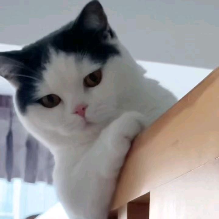 ❤️天若有情