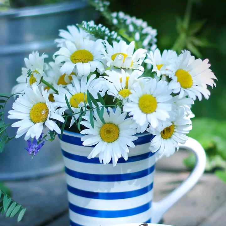 🥳🥳花花一世界