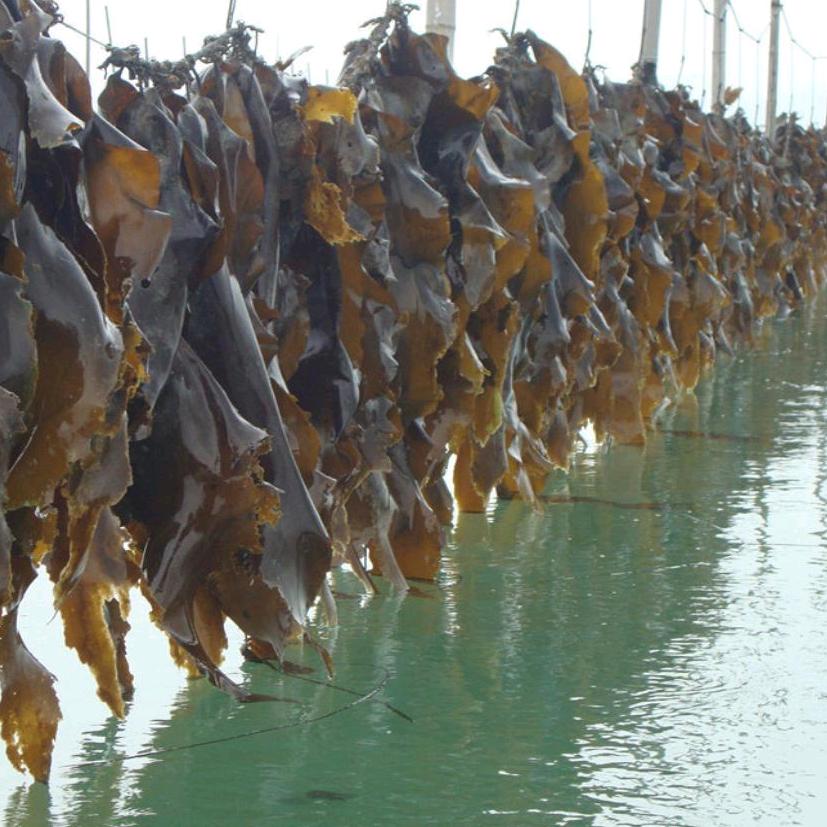 霞浦海带工厂003