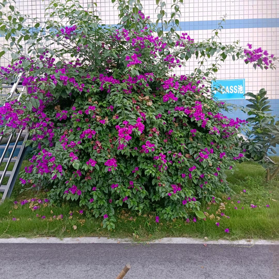 伤了心的女人