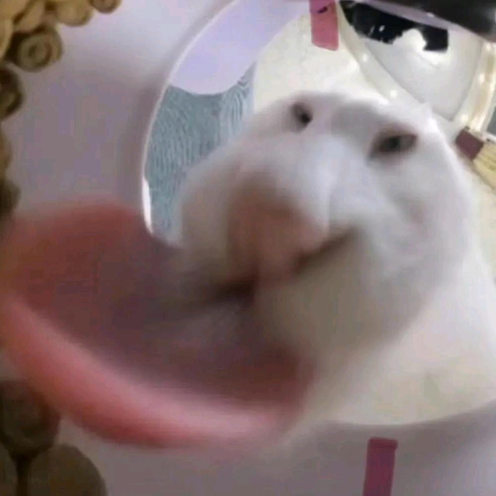 菜虚坤