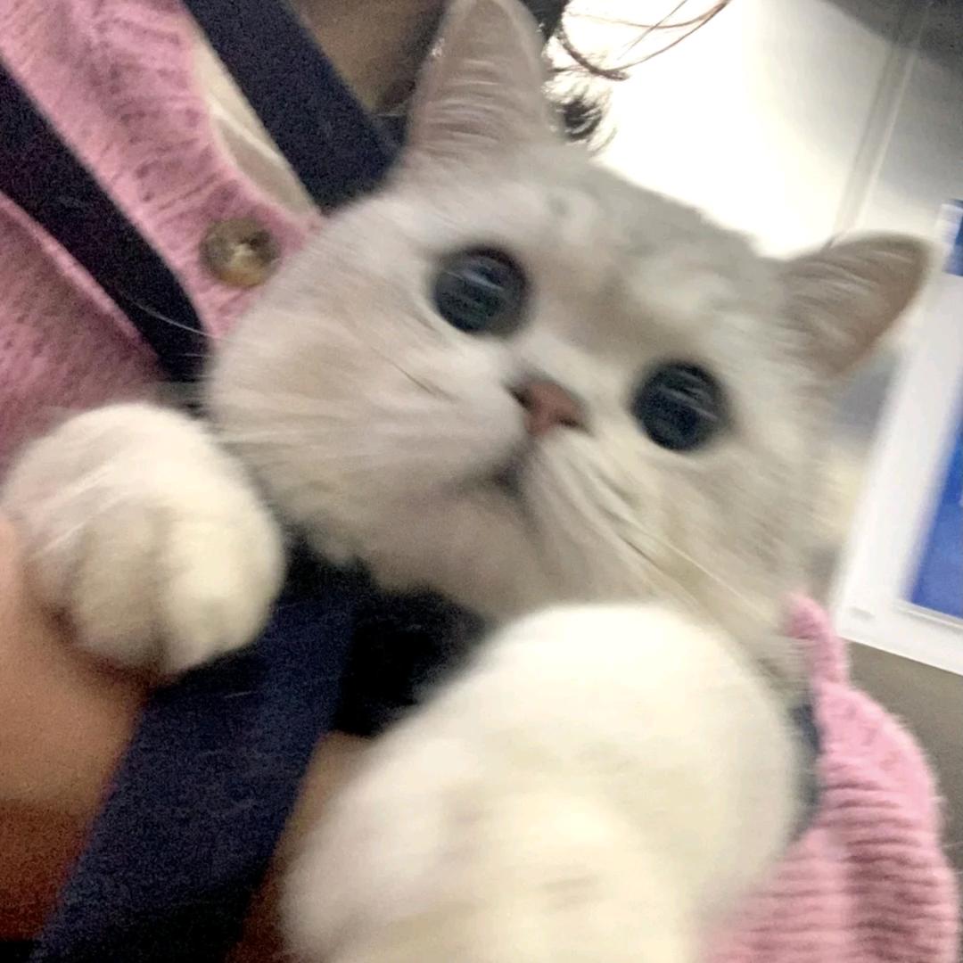 茉莉奶白