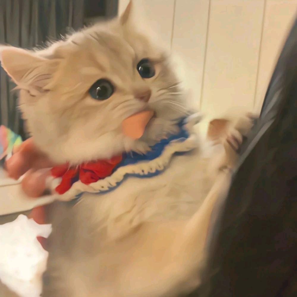 至高无上的猫猫之神