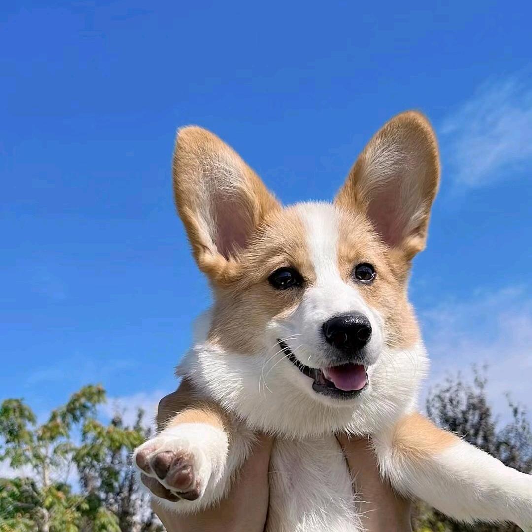 蜜雪冰城（龙湖西溪天街店）