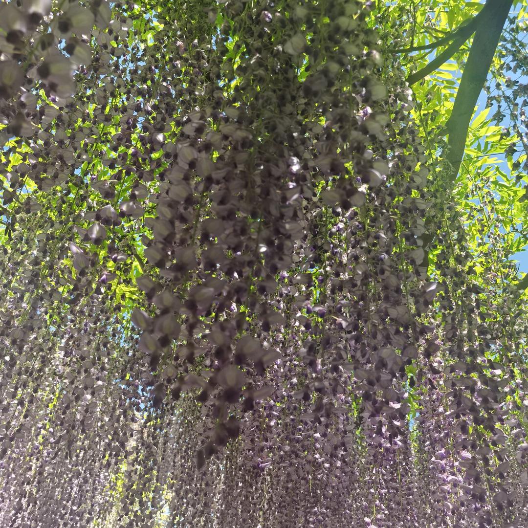 🌺秀秀🌺