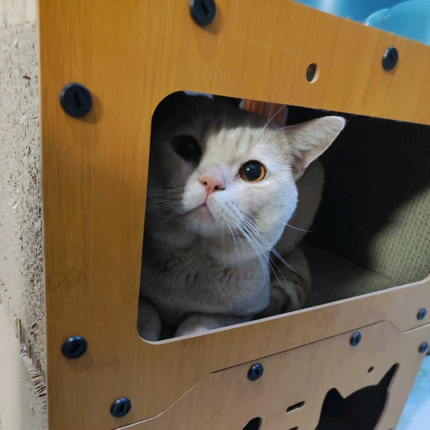 锦鲤是猫不是鱼