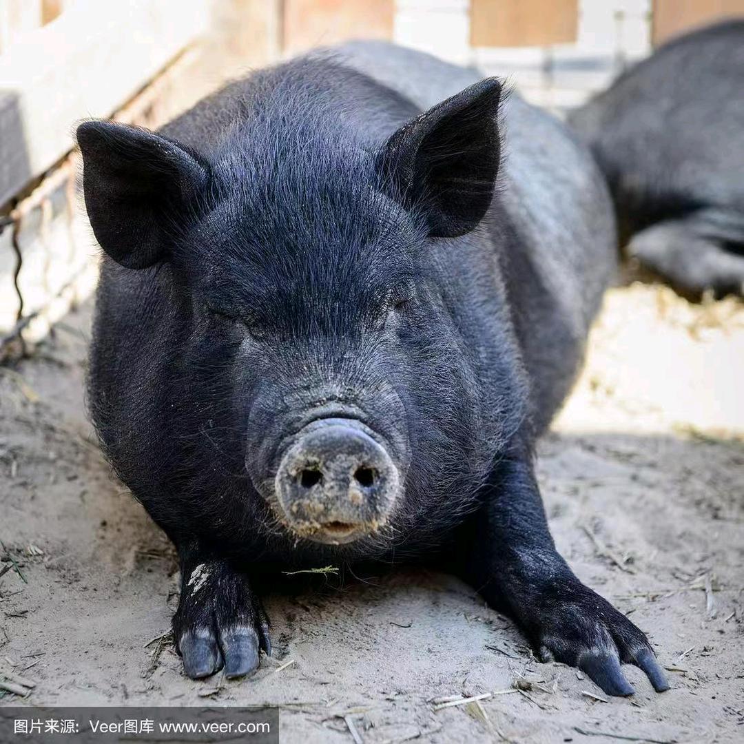腊百家土家腊味3