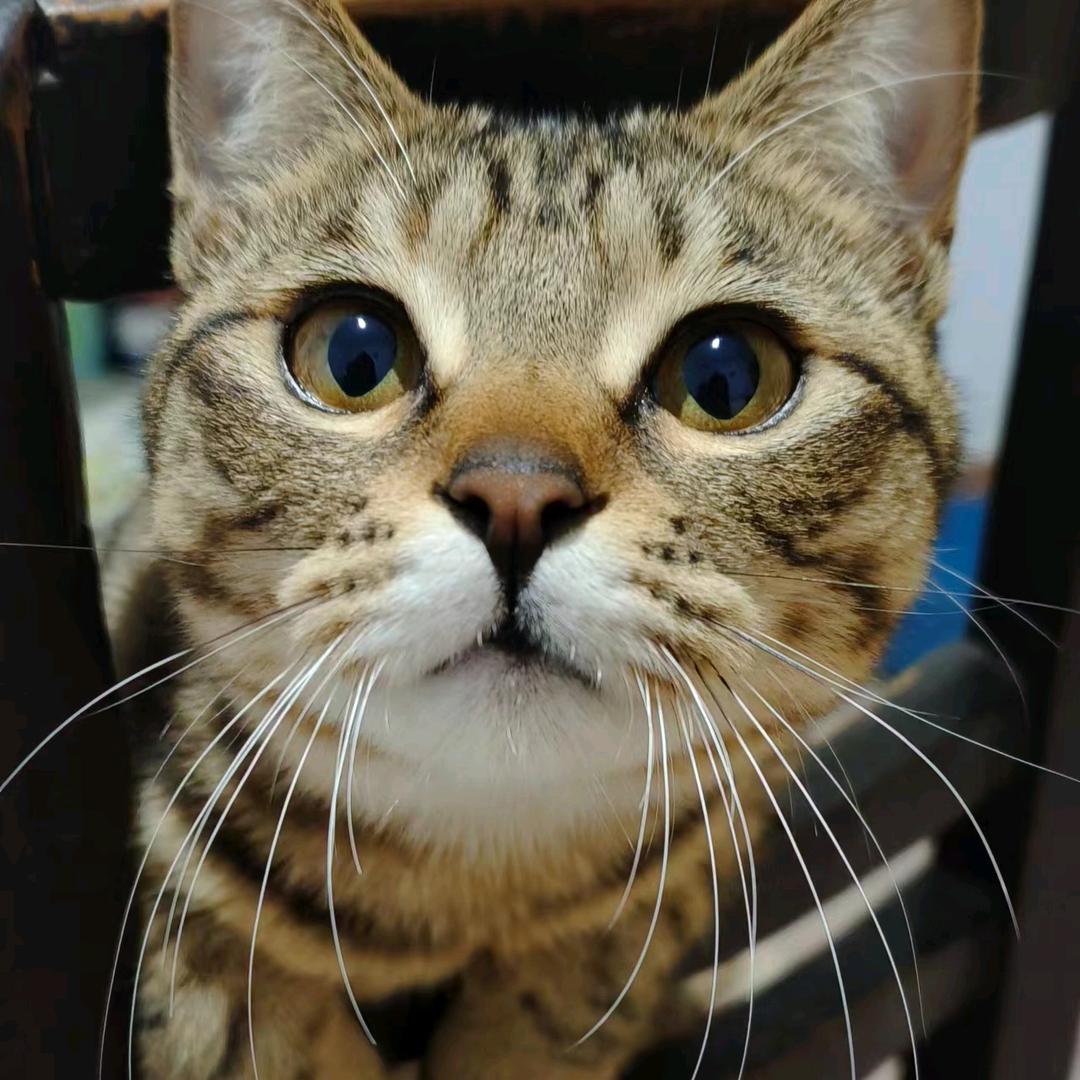 白麟，水花仙境之旅