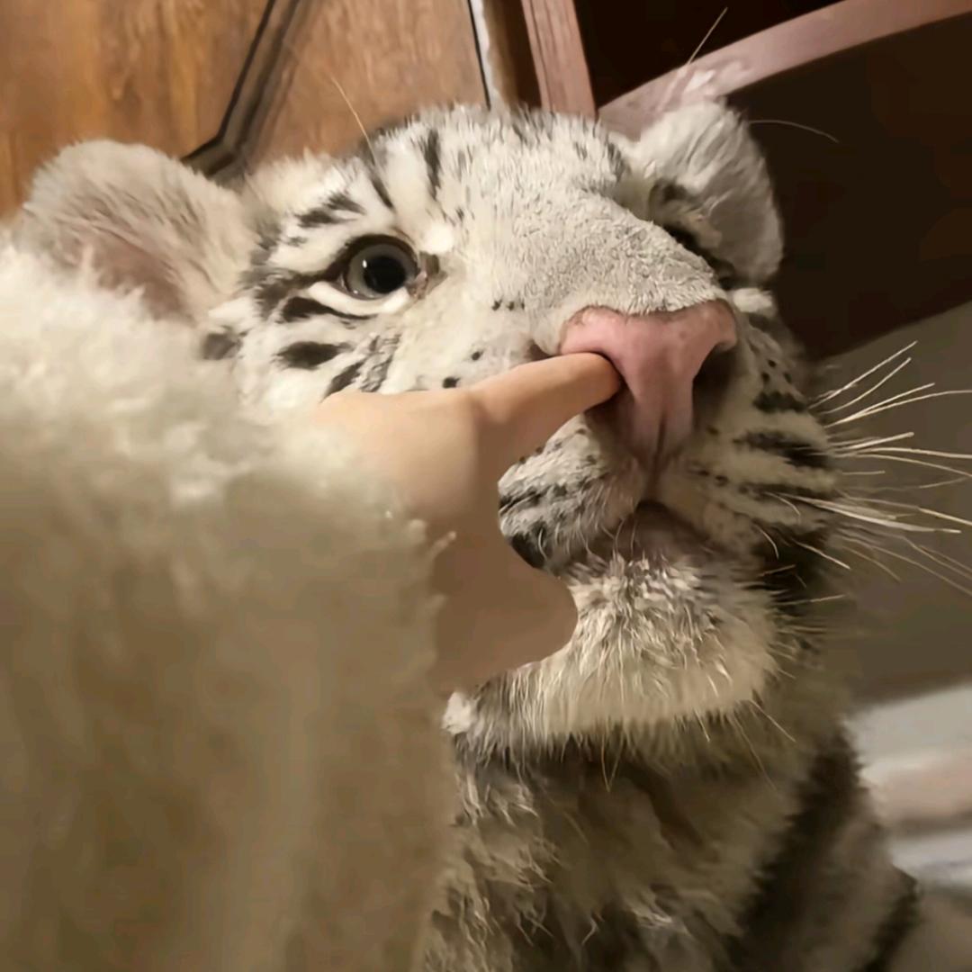 缘姬兮