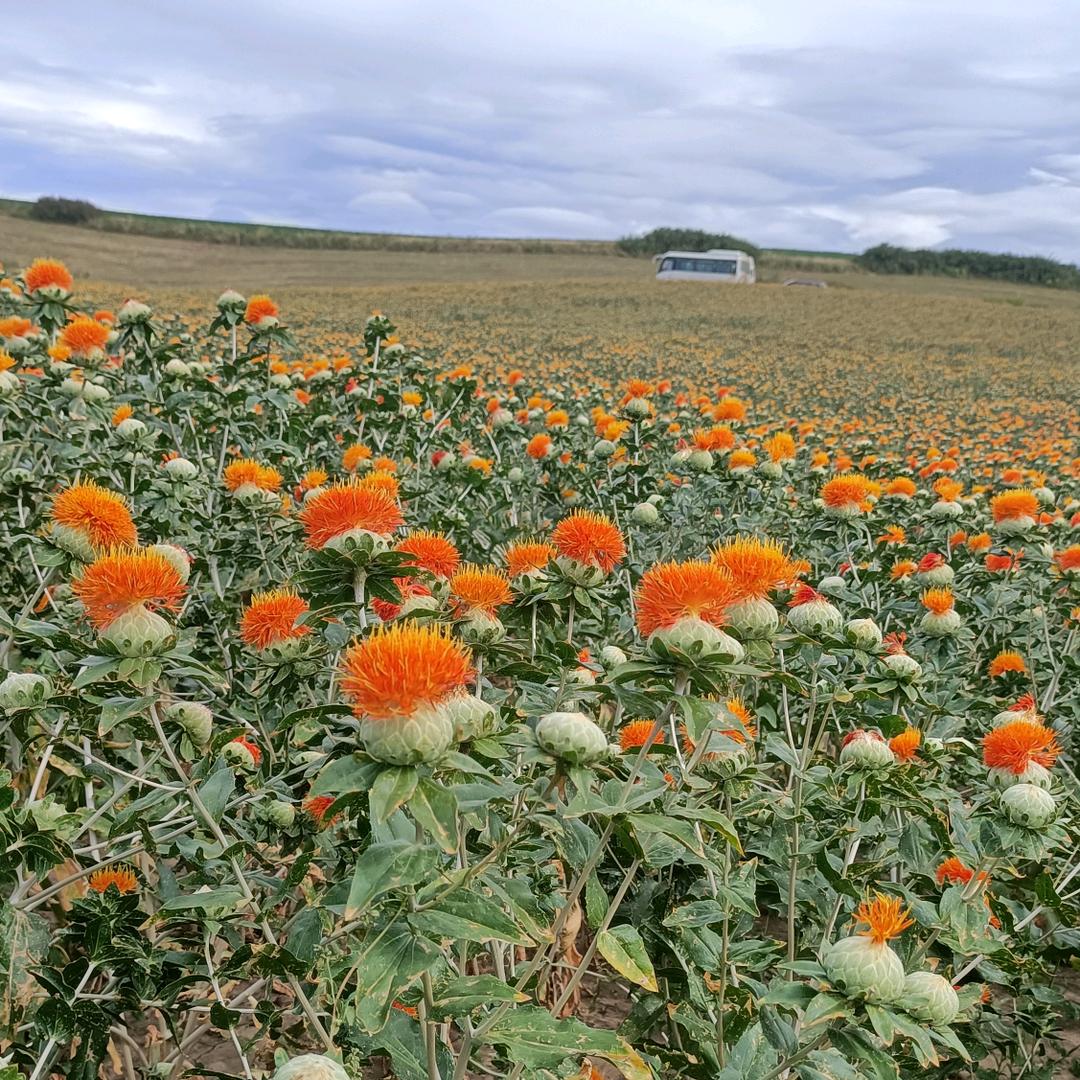 新疆裕民县红花种植基地小陈