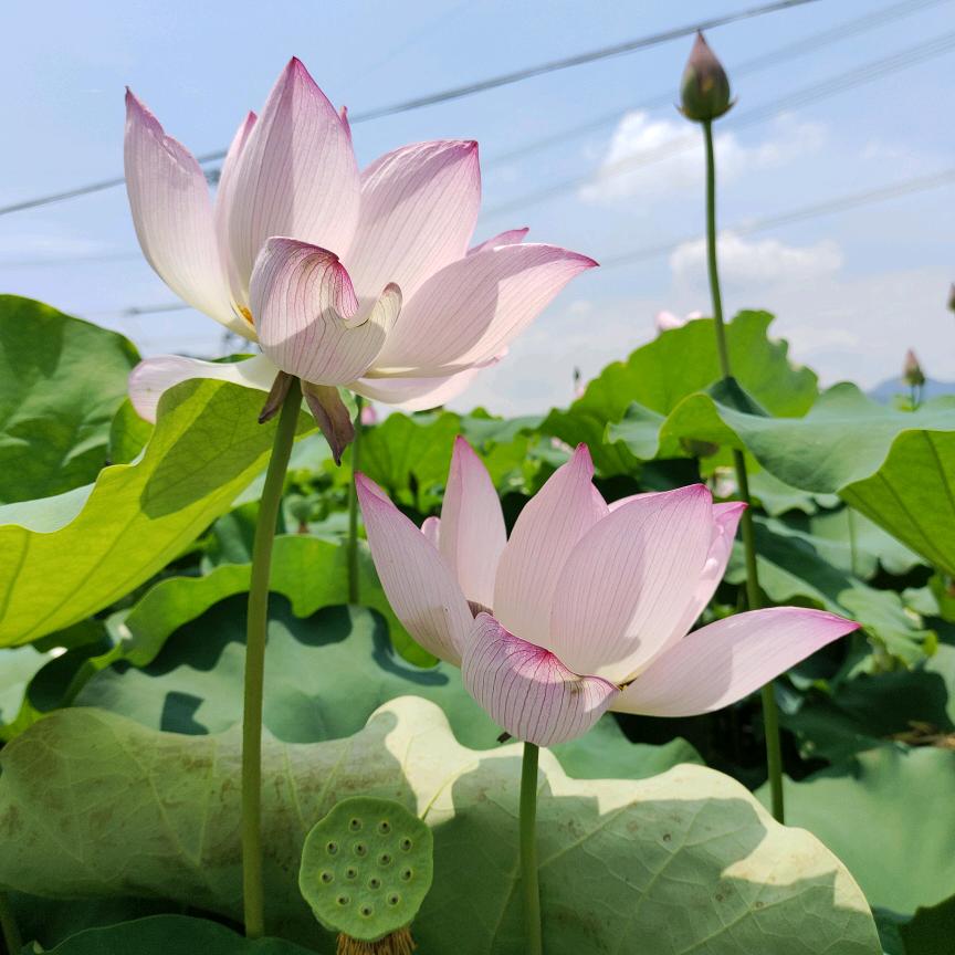 幸运💞欣꧔ꦿ᭄