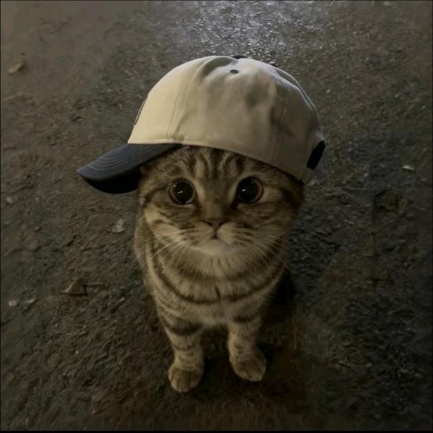 风信子.