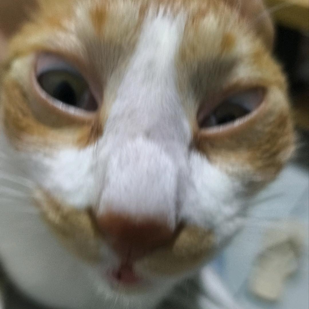 美食家