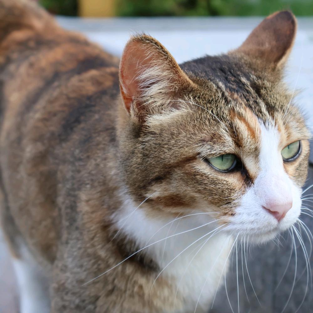 液态猫