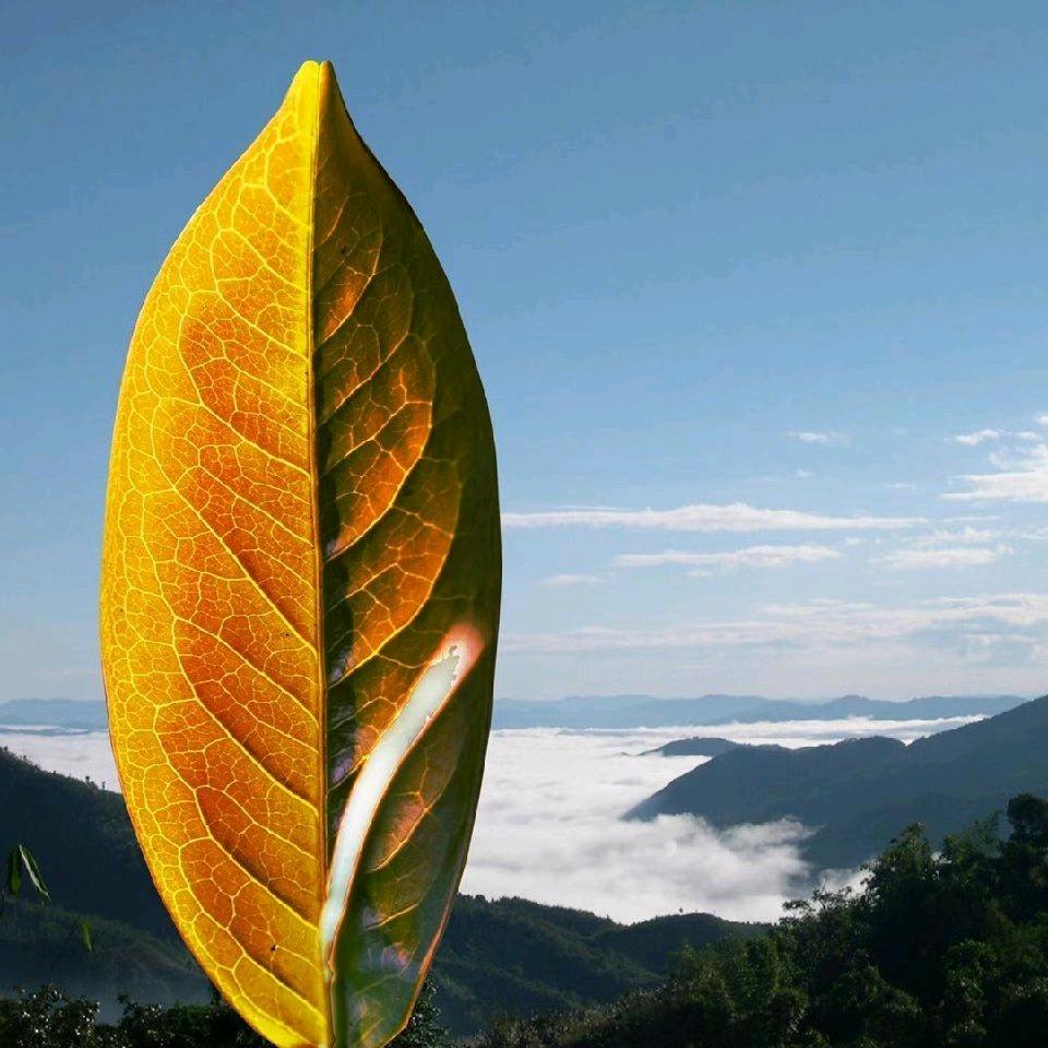 普洱茶美津严选小号