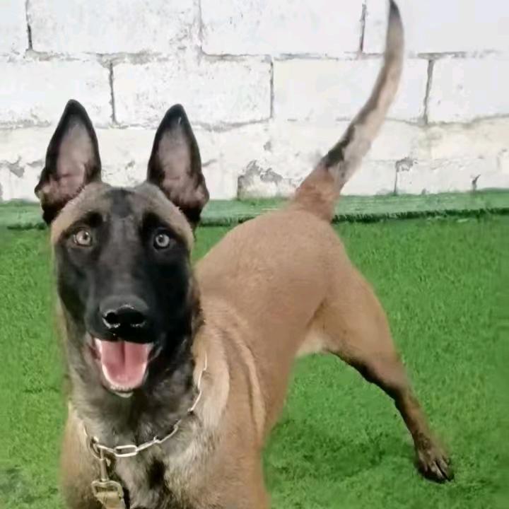 安顺科目马犬(马犬幼犬)