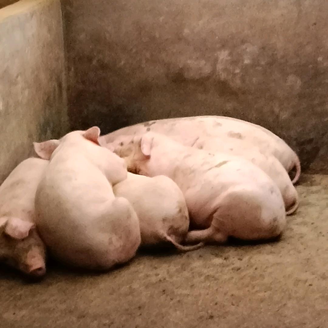 出售小猪肥肉型