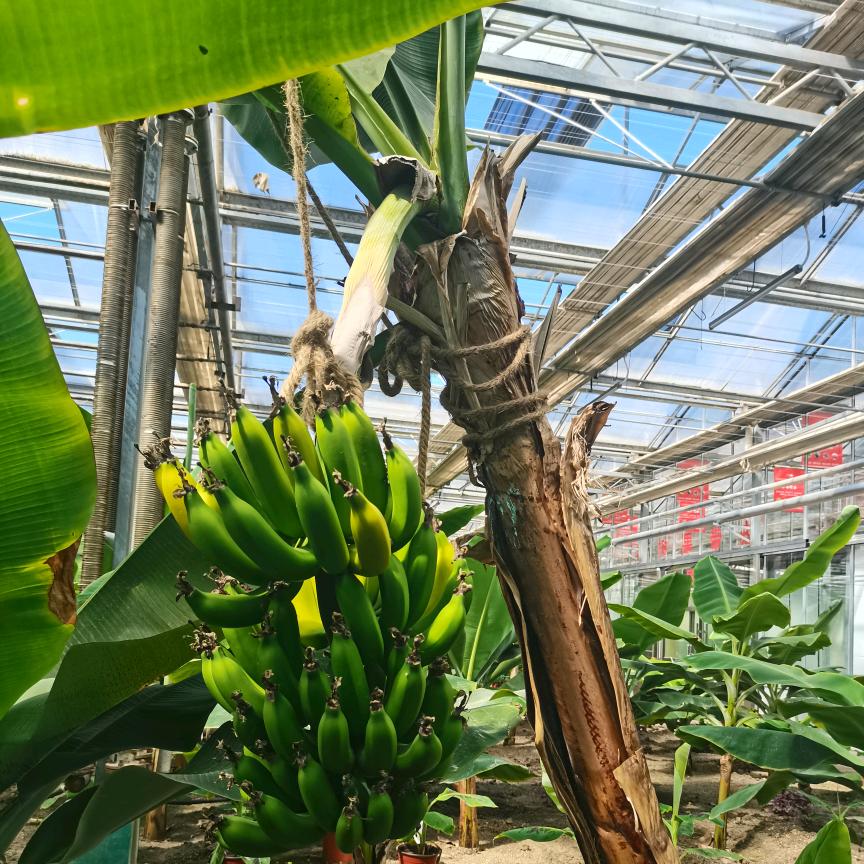 老杨说南果北种