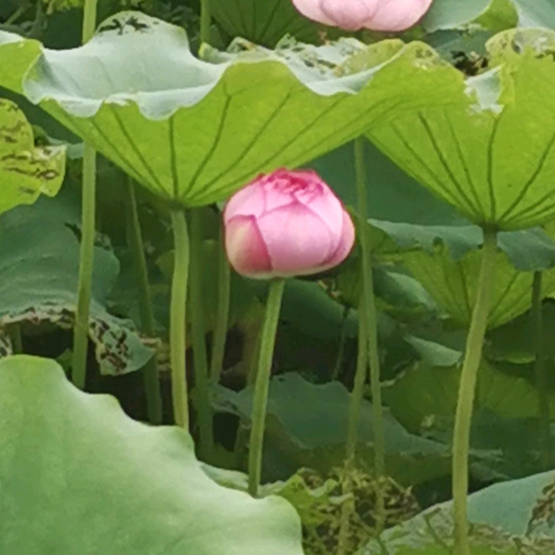 🌹🌹白云🌹🌹