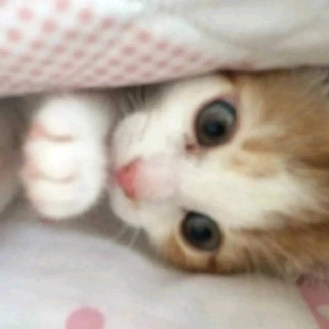 小猫要冬眠